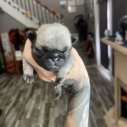 Jackson - Fawn male Pug puppy in Winter Haven, Florida from The Pugarazzi