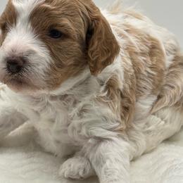Cavapoo puppies from Montanas Mountain Bernedoodles