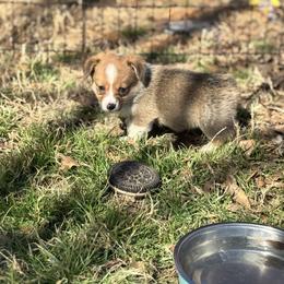 Geronimo - Sable male Pembroke Welsh Corgi puppy in Millsap, Texas from Punchy Pembroke Ranch