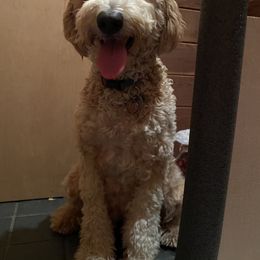 Leia - Goldendoodle