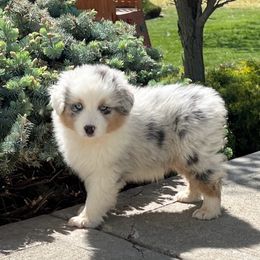 KB-BMF2 - Blue merle Australian Shepherd puppy in Missouri from Crossroad Acres Aussies