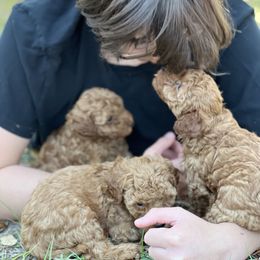 Poodle Puppies from Poodles of Tampa Bay