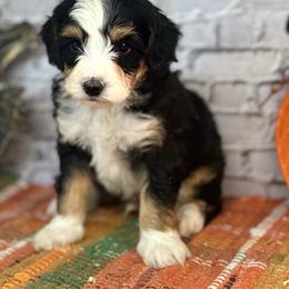 Rafiki - Tri-color male Bernedoodle puppy in Moulton, Iowa from Shondel Puppy Paws
