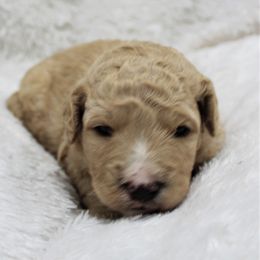 Bernedoodle and Goldendoodle Puppies from Paramount Family Doodles