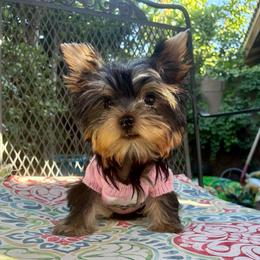 Bunny - Blue and gold female Yorkshire Terrier puppy in Yuma, Arizona from Yuma Yorkie
