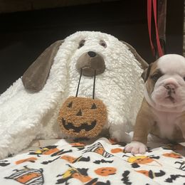 Jill - Red and white female Bulldog puppy in Harrisburg, Pennsylvania from KnockDown Bulldogs