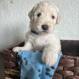 Jack - Cream male Goldendoodle puppy in Calhan, Colorado from Snowy Goldens LLC
