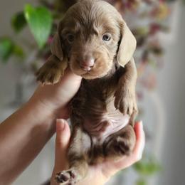 Luke- AKC - Fawn (isabella) and tan male Dachshund puppy in Loganville, Georgia from Royal Dackel Haus