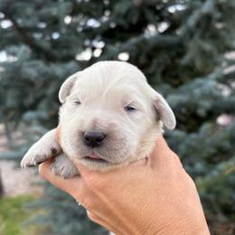 Girl 5 - Light golden female Golden Retriever puppy in Utah from Deseret Peak Goldens