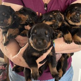 Boy 6 - Rottweiler puppy in Newport Center, Vermont from Rosalyn's Rottweilers