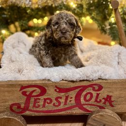 Cupid - Merle male Labradoodle puppy in Candler, North Carolina from Maple Bakin’ Doodles