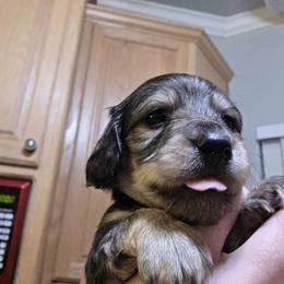 Boy 1 - Cream male Dachshund puppy in Sour Lake, Texas from Rigdon's dachshunds