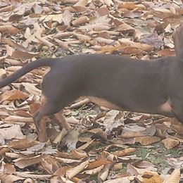 Dachshunds from River Heights Mini Dashound's
