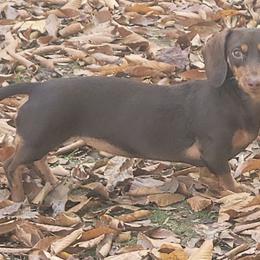 Dachshunds from River Heights Mini Dashound's