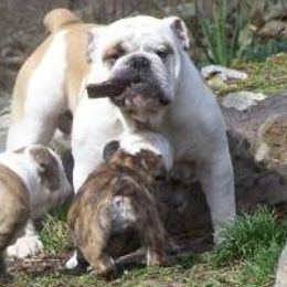 Bulldogs from Poplarhill Bulldogs