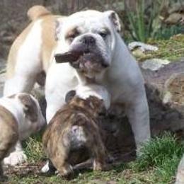 Bulldogs from Poplarhill Bulldogs