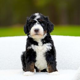 Jackson - Tri-color male Bernedoodle puppy in Spokane, Washington from Lilac City Doodles