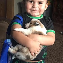 Rottweiler and Shetland Sheepdog Puppies from Mountain High Kennels