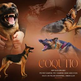 Coquito - Dutch Shepherd