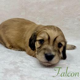 Falcon - Cream male Dachshund puppy in Pulaski, Tennessee from Billboard Doxies