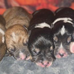 Max - White and red male Pembroke Welsh Corgi puppy in Tomball, Texas from Larsen Loved Corgis
