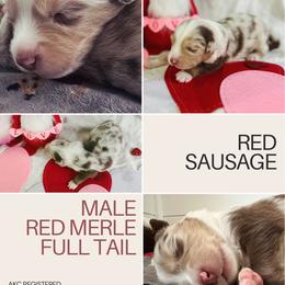 Australian Shepherd Puppies from Sunshine Shepherds