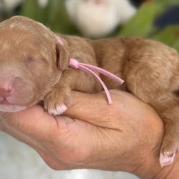 Izzy - Cream female Goldendoodle puppy in Yuciapa, California from AlltheDoodlez_