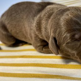 Labrador Retriever Puppies from RPAs Priceless Labradors