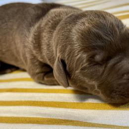Labrador Retriever Puppies from RPAs Priceless Labradors