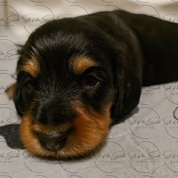 Dachshund Puppies from Salt of the Earth Dachshunds