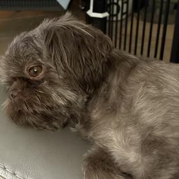 Harlee - Shih Tzu