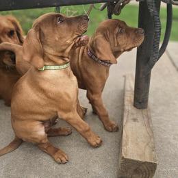 Vizsla Puppies from Driftless Vizslas