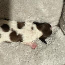 Lynette - Piebald female Dachshund puppy in Eufaula, Alabama from B’s Dachshunds
