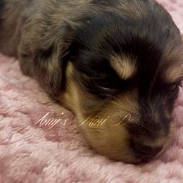 Loretta - Dapple female Dachshund puppy in Jena, Louisiana from Amy’s Mini Doxies