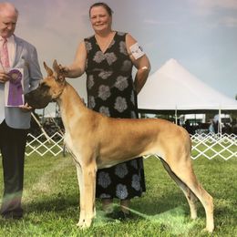 Boujee - Great Dane