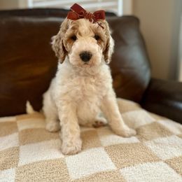 Daisy - Parti female Goldendoodle puppy in Taylorsville, North Carolina from Doggone Dixie Doodles