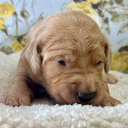 Bullet - Golden male Golden Retriever puppy in Doniphan, Missouri from Stockford’s Golden Retrievers