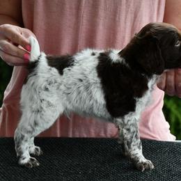 Honor - Liver roan male Brittany puppy in Hollidaysburg, Pennsylvania from Royal Flush Farms