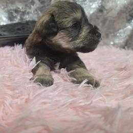 Helios - Liver male Miniature Schnauzer puppy in Neosho, Missouri from Star Light Pups