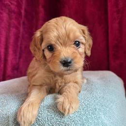 Arrow - Red male Cavapoo puppy in Blackfoot, Idaho from Draper Mountain Doodles