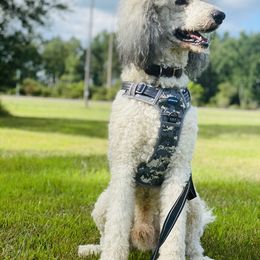 Oliver - Poodle