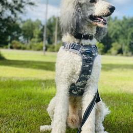 Oliver - Poodle