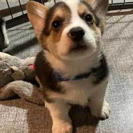 Pembroke Welsh Corgis from Clark’s Country Corgi’s