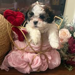 Shichons from Jessica Cupp