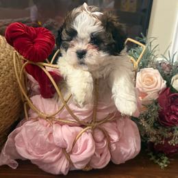 Shichons from Jessica Cupp