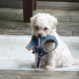 Jack - White male Maltipoo puppy in Birmingham, Alabama from Cuddles and fluff