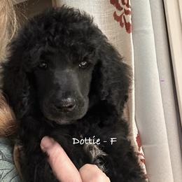 Dottie - Black female Poodle puppy in Greenwich, New York from MizzElle’s Standard Poodles