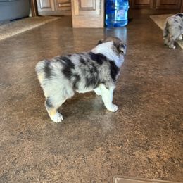 Miniature Australian Shepherd and Toy Australian Shepherd Puppies from T’s Mini and Toy Aussies