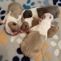 Boston Terrier Puppies from SB Bostons