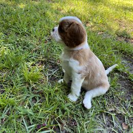 Black Russian Terrier and Cavalier King Charles Spaniel Puppies from Ocean Gem & Guardian Bears